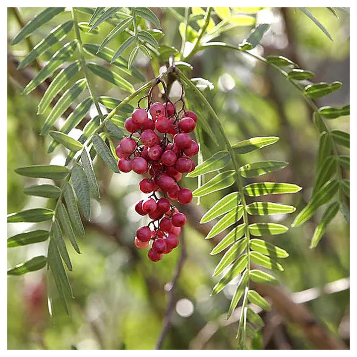 Schinus Molle Fruit Seeds – Heirloom &amp; Non-GMO Seeds for Planting Ornamental Tree with Unique Fruits | Neera Seeds product photo [neera-v4-062c0d7dcbc3a75b84b7]