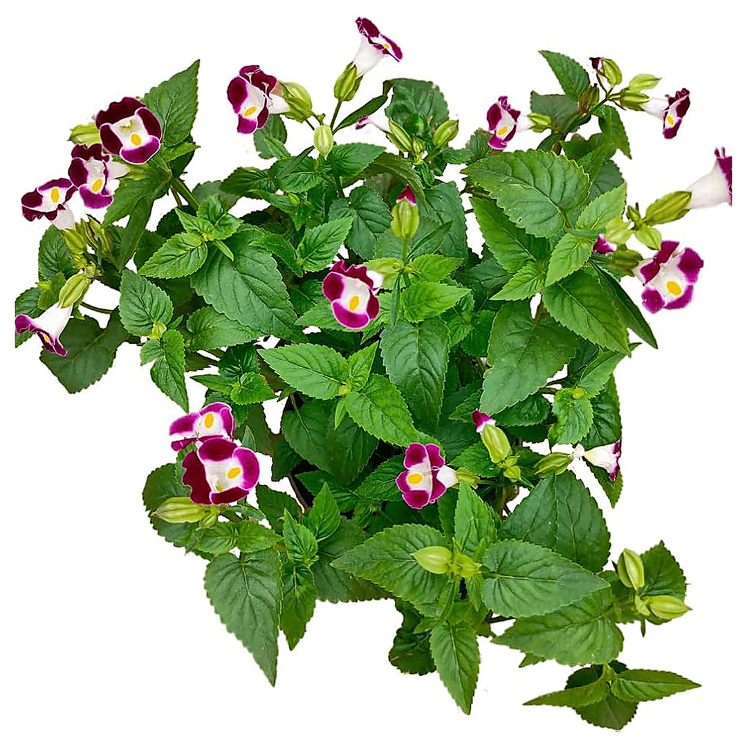 Wishbone Flower Planting Torenia Fournieri Color Mix Flower Seeds Home Garden Planting, | Neera Seeds product photo [neera-v4-062f65ce13979ea78989]
