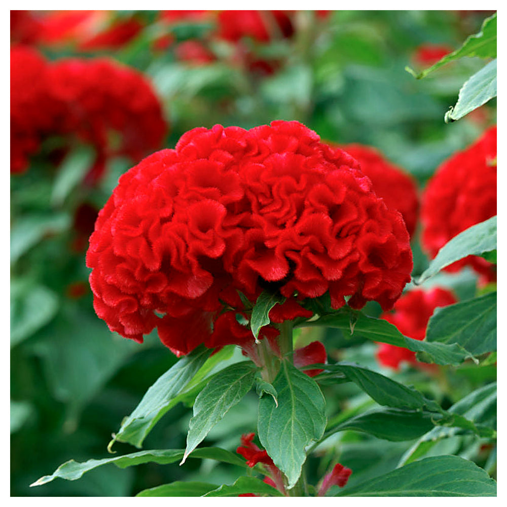 Celosia Flower Seeds, Heirloom, Non-GMO Vibrant Amaranthine Blooms for Summer Gardens | Neera Seeds product photo [neera-v4-06349877d46485519af6]