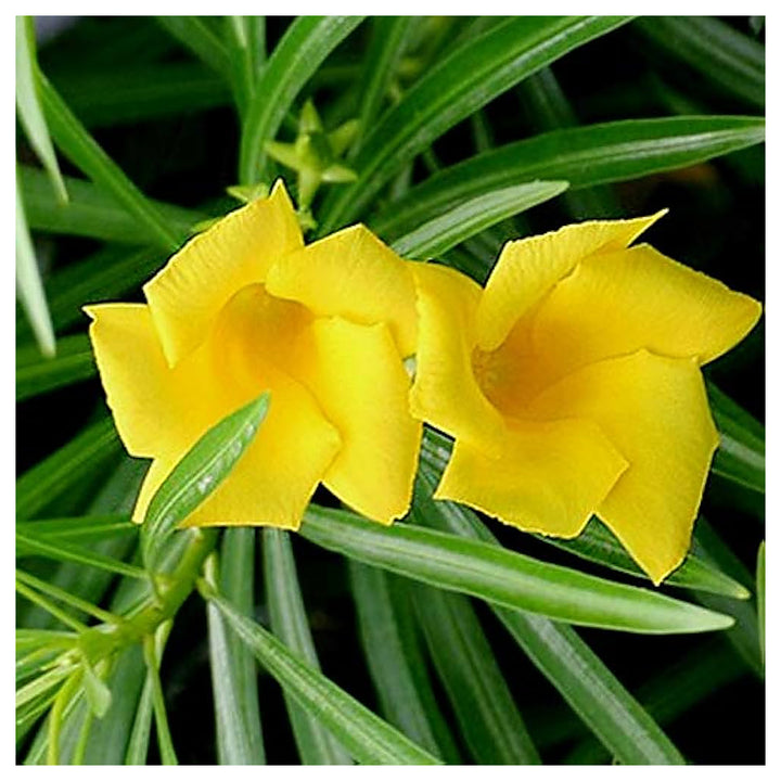 Heirloom Thevetia Neriifolia Flower Seeds for Planting – Non-GMO, High Germination Yellow Bloom Garden Seeds | Neera Seeds product photo [neera-v4-06361260852836379305]