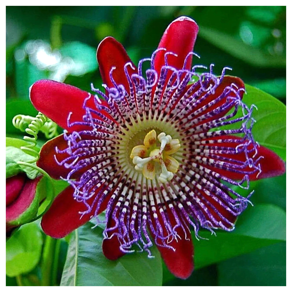 Organic Heirloom Red Winged-Stem Passion Flower Seeds – Non-GMO Unique Seeds for Planting | Neera Seeds product photo [neera-v4-0636c25e17217803c9ef]
