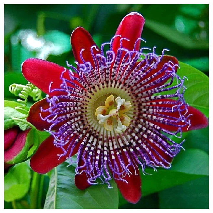 Organic Heirloom Red Winged-Stem Passion Flower Seeds – Non-GMO Unique Seeds for Planting | Neera Seeds product photo [neera-v4-0636c25e17217803c9ef]