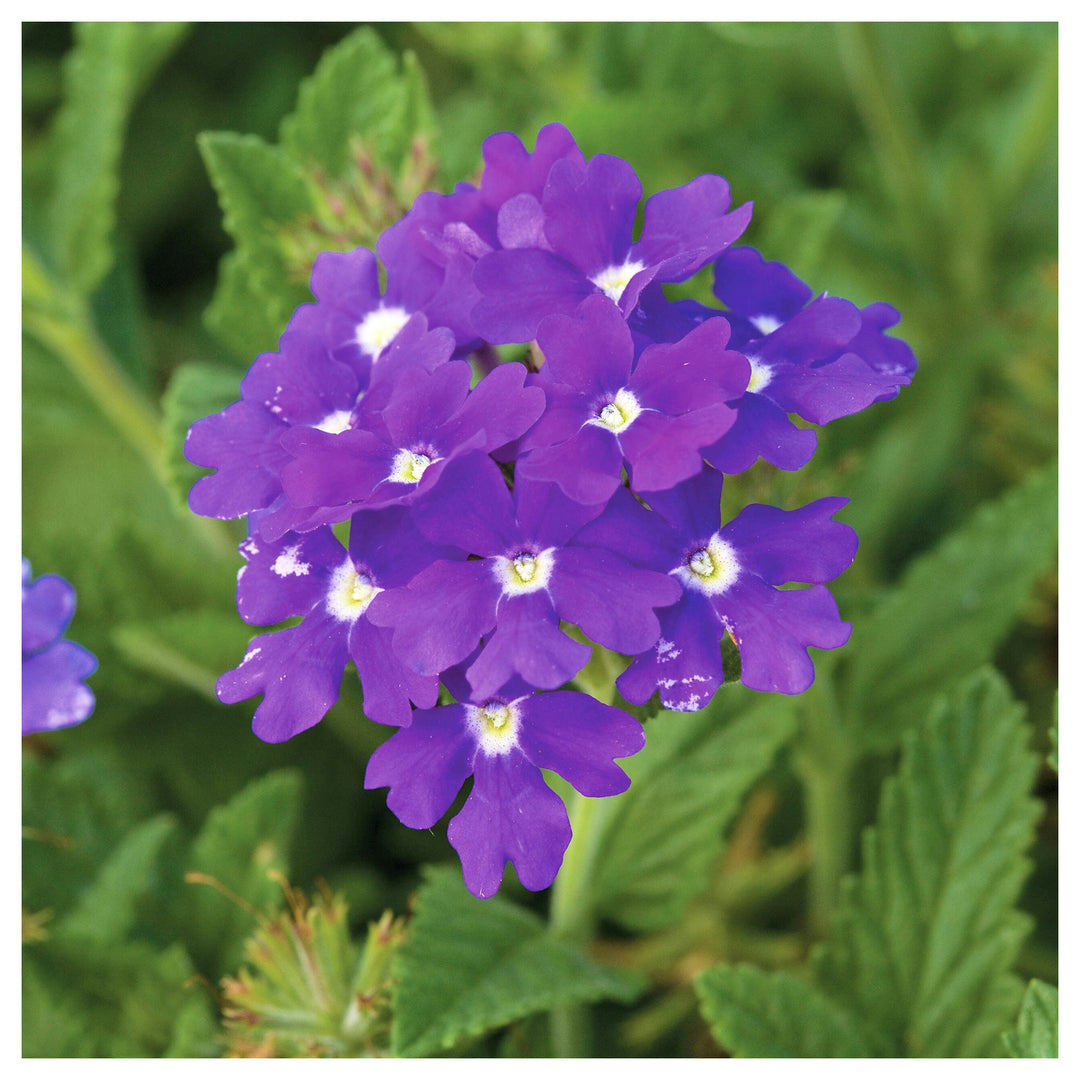 Semi-Trailing Verbena Flower Seeds for Planting – Heirloom Non-GMO | Cascading Blooms for Hanging Baskets | Neera Seeds product photo [neera-v4-063eb162aa2e5e28ff7a]