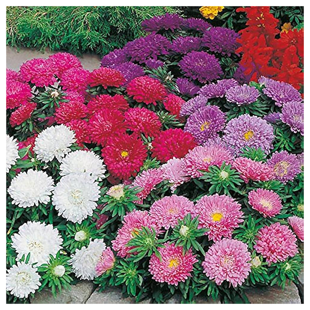 Aster Powder Puff Planting Flower Garden Blooms Flower Seeds Home Garden Planting, Lush | Neera Seeds product photo [neera-v4-064b0a81d6d8faa91377]