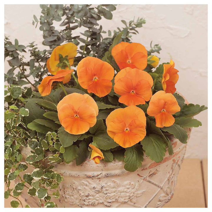 Heirloom Non-GMO Pansy Flower Seeds for Planting – Colorful Cool-Season Garden Blooms | Neera Seeds product photo [neera-v4-064c3cc8d079ef50b6cc]