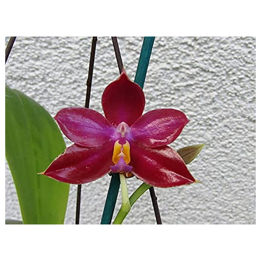 Crimson Phalaenopsis Orchid Flower For Planting Flower Seeds for Home Garden Planting, Ornamental | Neera Seeds product photo [neera-v4-06528064af0fc8573901]