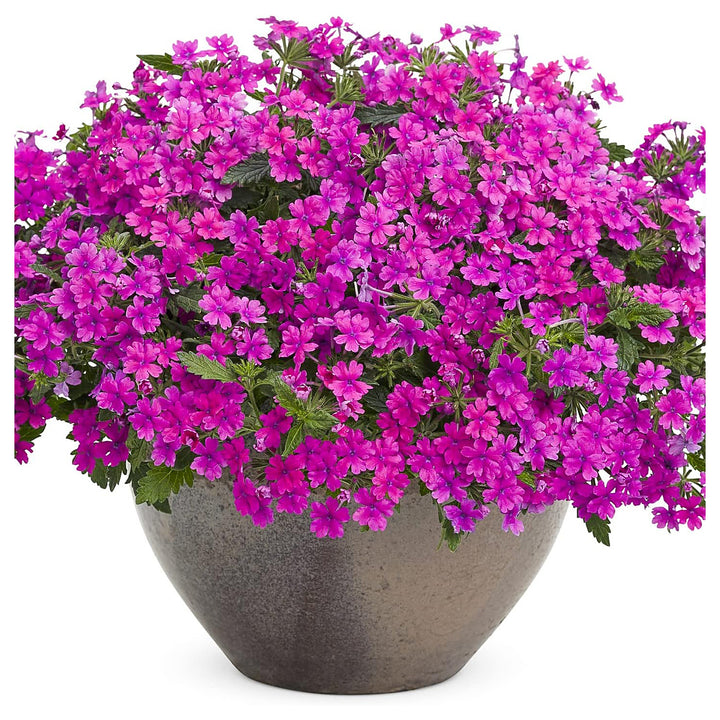 Purple Verbena Flower Seeds – Heirloom Non-GMO High Germination 100 pcs Organic Garden Seeds for Planting | Neera Seeds product photo [neera-v4-066376cd265484cf8e4f]