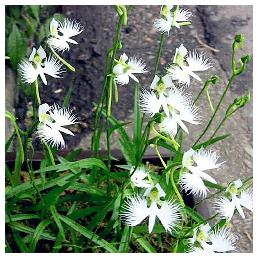 White Egret Orchid Flower Seeds for Planting – Heirloom Non-GMO Organic Garden Seeds, High Germination | Neera Seeds product photo [neera-v4-0668f989ee2c58cd3ab3]