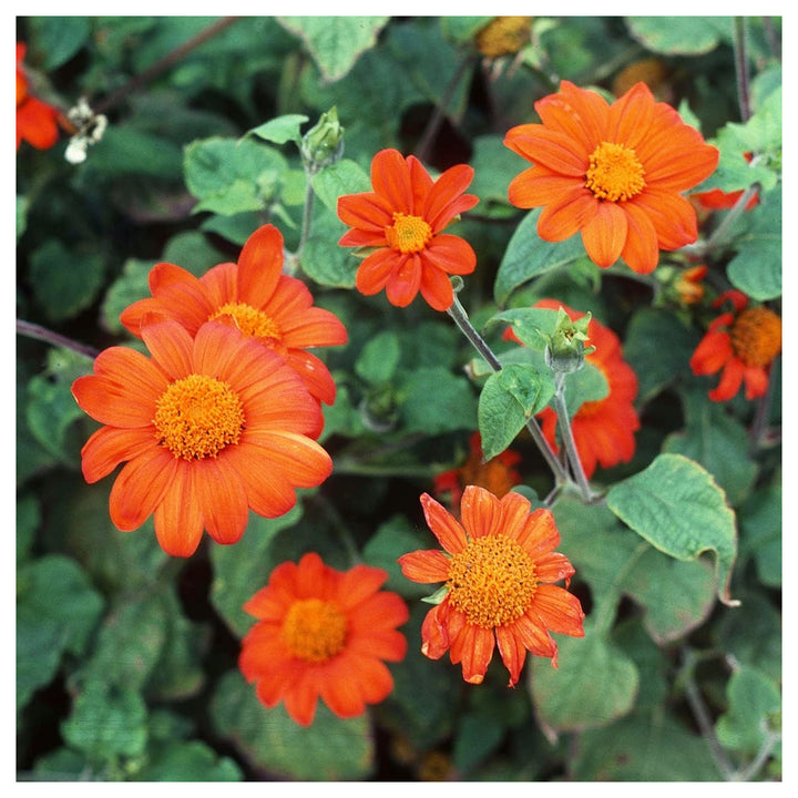 Heirloom Non-GMO Tithonia Flower Seeds for Planting – High Germination Organic Butterfly Garden Seeds | Neera Seeds product photo [neera-v4-066d32a1e9b9e736dd98]