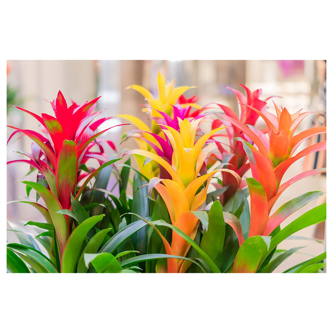 Mixed Bromeliad Tillandsia Plant Seeds for Planting – Heirloom, Non-GMO, High Germination Air Plant Garden Seeds | Neera Seeds product photo [neera-v4-0675d5ba453b8edfeb31]