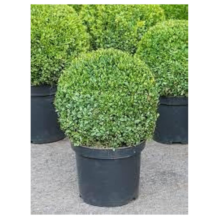 Organic Heirloom Buxus Sempervirens Plant Seeds for Planting – Non-GMO High Germination Evergreen Shrub Seeds | Neera Seeds product photo [neera-v4-0686fe48be8b5e99cf53]