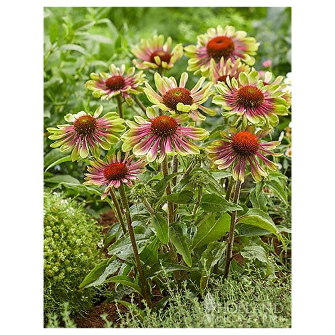 Green Coneflower Seeds – Heirloom Non-GMO High Germination Seeds for Planting Pollinator-Friendly Garden Flowers | Neera Seeds product photo [neera-v4-068a3aa7e0d8d0ddcb1a]
