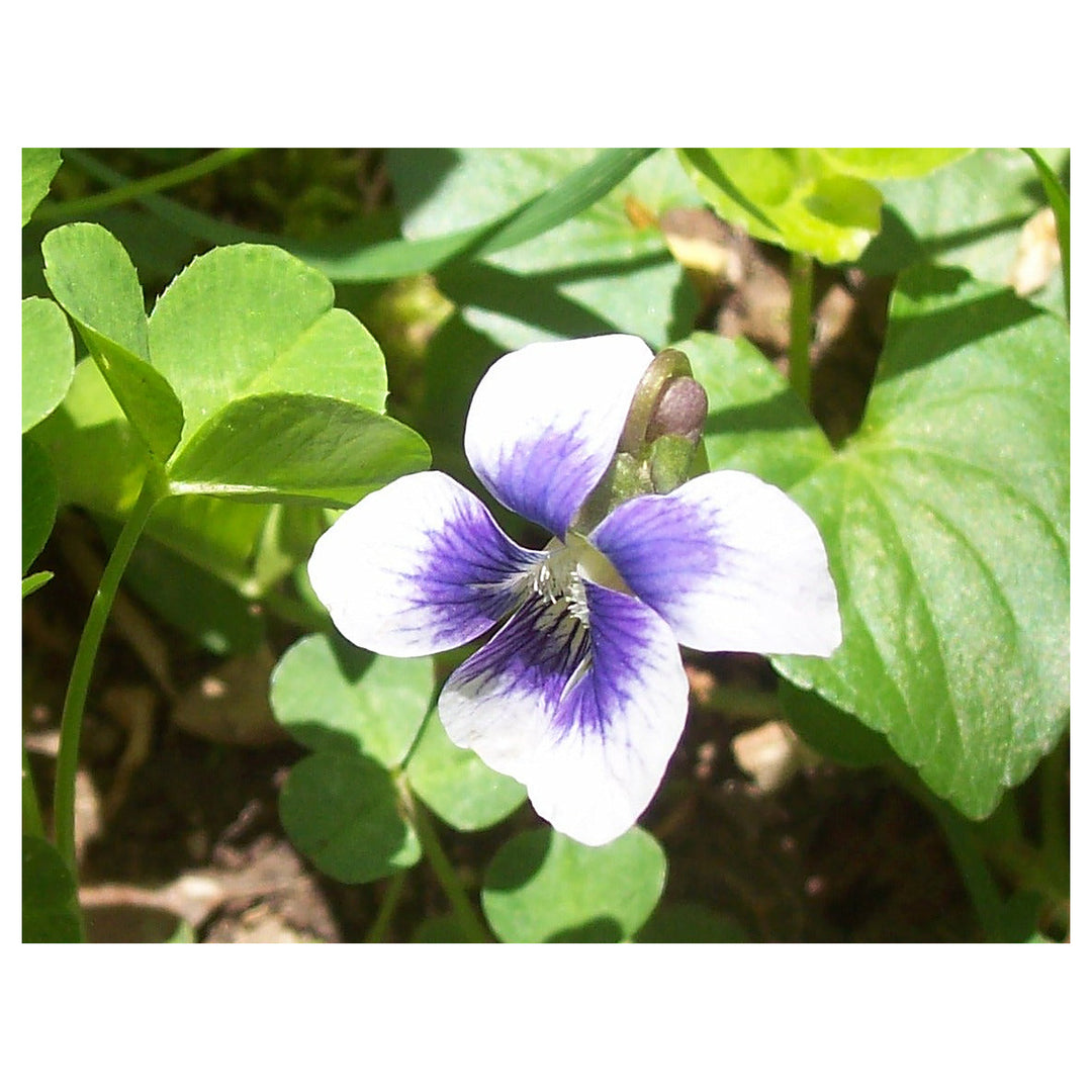 White Purple Heirloom Rare Viola Penny Blotch Pansy Colorful Garden Flowers Flower Seeds | Neera Seeds product photo [neera-v4-0691cd948d958b74fc9e]