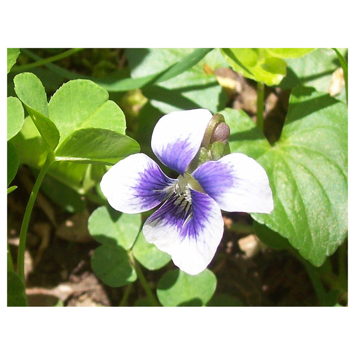 White Purple Heirloom Rare Viola Penny Blotch Pansy Colorful Garden Flowers Flower Seeds | Neera Seeds product photo [neera-v4-0691cd948d958b74fc9e]