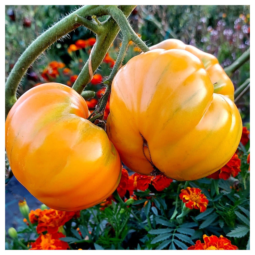 Yellow Giant Belgium Tomato Seeds for Planting – Heirloom, Non-GMO, High Germination Organic Garden Seeds | Neera Seeds product photo [neera-v4-069c98bbe4b5ca4ce708]