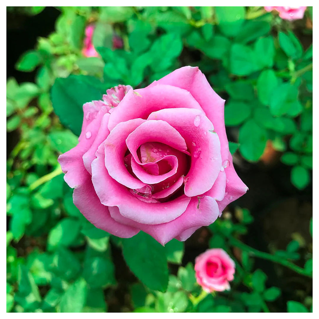 Barbara Streisand Lavender Rose Flower Seeds – Heirloom, Non-GMO, Organic Garden Seeds for Planting | Neera Seeds product photo [neera-v4-06aa15b7e612b31f1f5e]