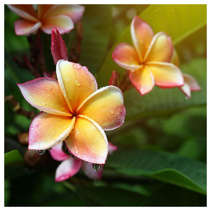 Pink Yellow Mix Frangipani Flower Seeds – Heirloom Non-GMO Plumeria Blooms for Vibrant Gardens | Neera Seeds product photo [neera-v4-06d39a96b66d2027154e]