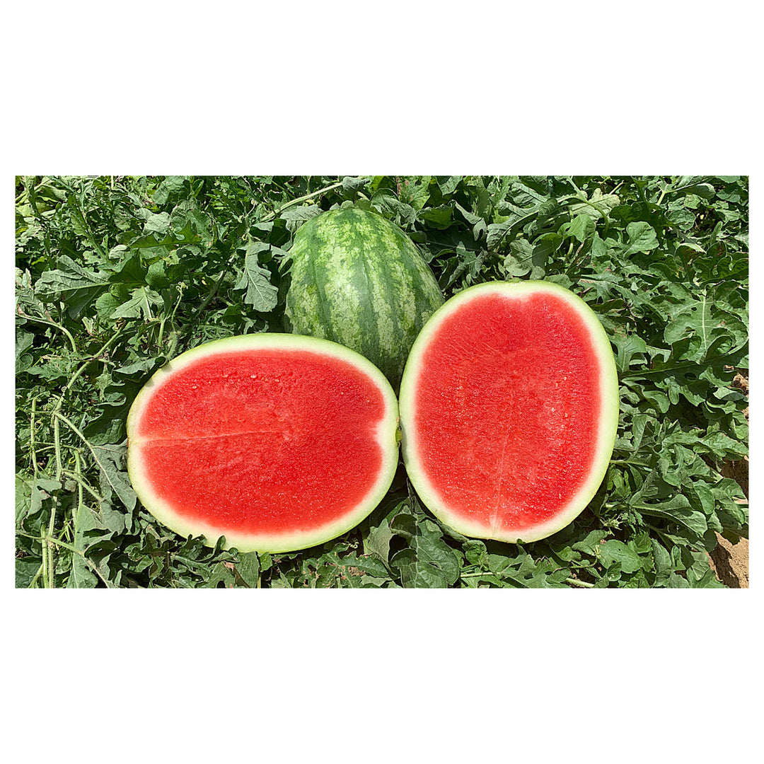 Seedless Watermelon Fruit Seeds for Planting – Heirloom Non-GMO High Germination Organic Garden Seeds | Neera Seeds product photo [neera-v4-06d9ee1690130a26f0d4]