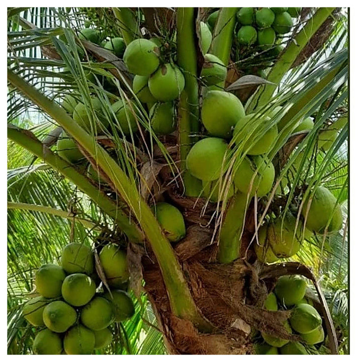 Tall Coconut Tree Seeds for Planting – Heirloom, Non-GMO, High-Yield Tropical Fruit Tree for Home Garden &amp; Coastal  | Neera Seeds product photo [neera-v4-06da4b87af3c91a1f0c1]