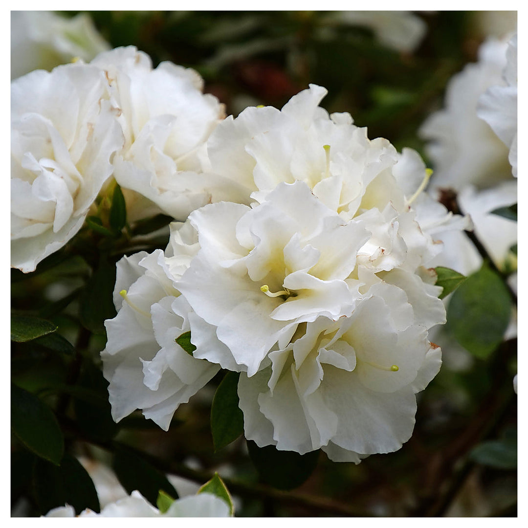 Azalea Flower Seeds White Organic, Heirloom, Non-GMO Seeds for Planting | Neera Seeds product photo [neera-v4-06dbba143e7c69367d7e]