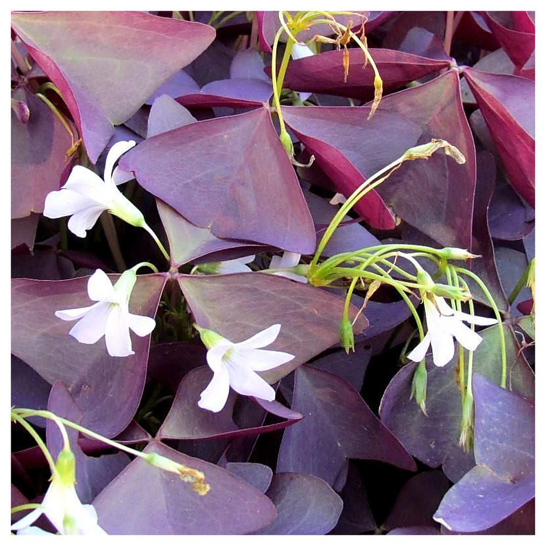 Heirloom Non-GMO Red Woodsorrel Flower Seeds for Garden Planting – Clover-Like Blooms, High Germination | Neera Seeds product photo [neera-v4-06dc4f8327b845b6e582]