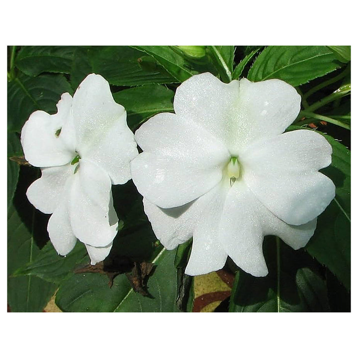 Heirloom Non-GMO Impatiens Balsamine Flower Seeds for Planting – Bright Annual Garden Blooms | Neera Seeds product photo [neera-v4-06ebd5c84c712f2d03f1]