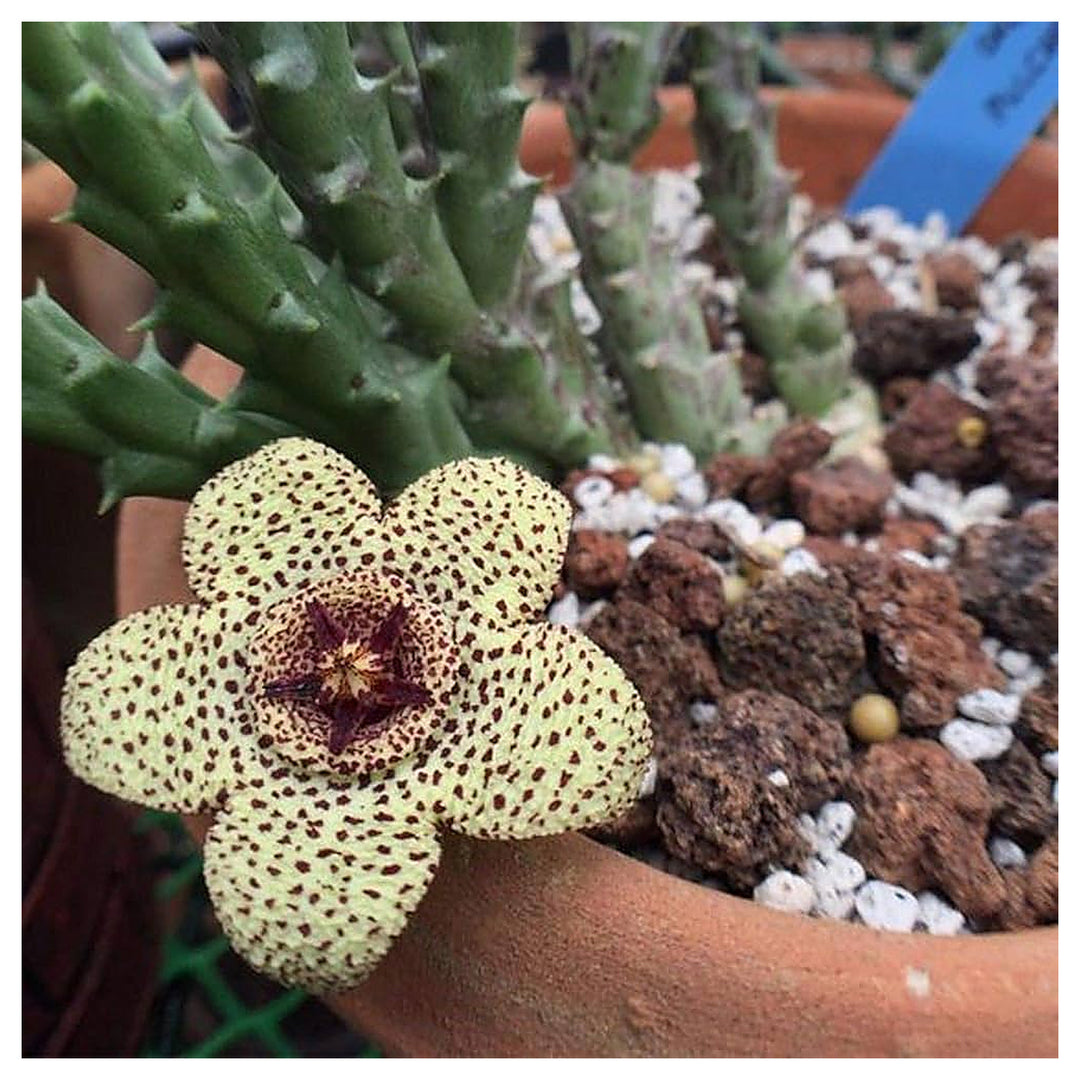 Yellow Stapelia Flower Seeds for Planting – Heirloom Non-GMO Succulent Plant Seeds, High Germination | Neera Seeds product photo [neera-v4-06ed44a20610d0e91205]