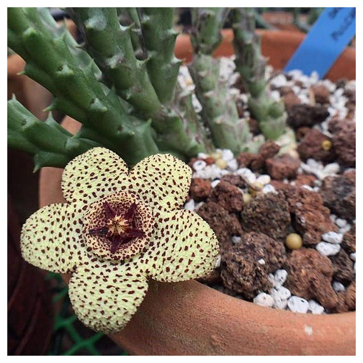 Yellow Stapelia Flower Seeds for Planting – Heirloom Non-GMO Succulent Plant Seeds, High Germination | Neera Seeds product photo [neera-v4-06ed44a20610d0e91205]