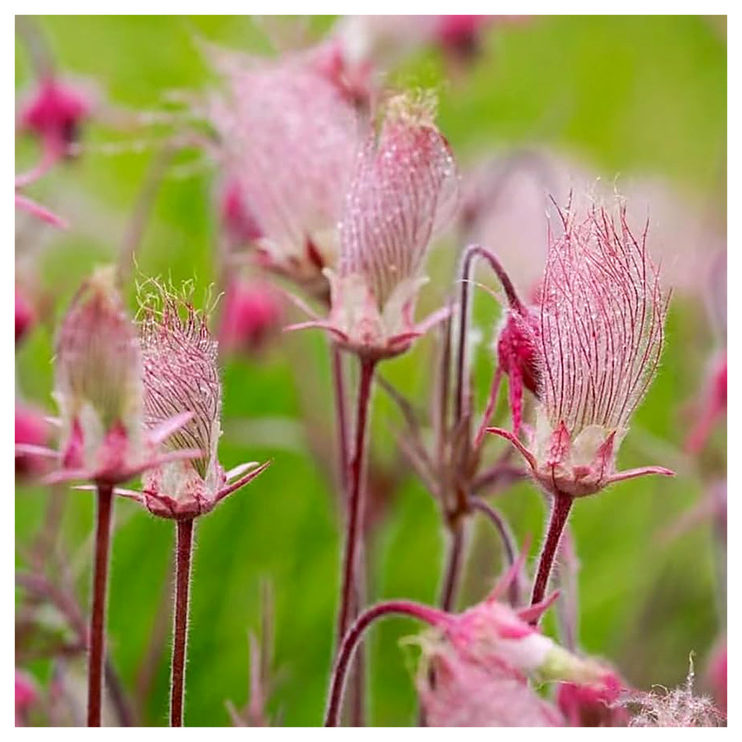 Heirloom Non-GMO Smoke Flower Seeds for Garden Planting – Unique Ornamental Blooms Variety | Neera Seeds product photo [neera-v4-06f231ee2795fb083ee3]