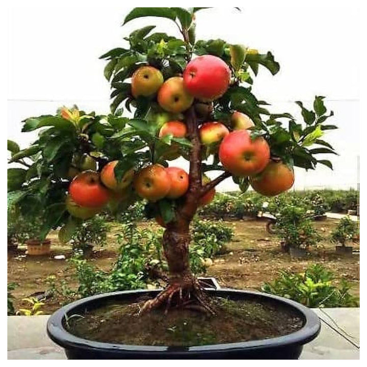 Miniature Bonsai Pomegranate Seeds – Indoor Fruit Trees, Heirloom, Non-GMO &amp; Organic Garden Seeds | Neera Seeds product photo [neera-v4-06f2cbfabead39153fd4]