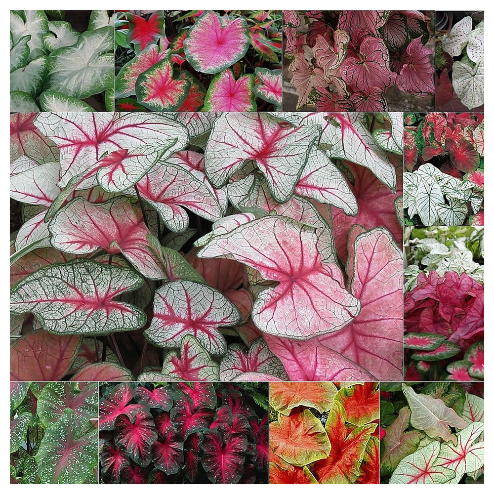 Heirloom Caladium Bicolor Red Mix Flower Seeds - Non-GMO, High Germination Organic Ornamental Garden Seeds for Plan | Neera Seeds product photo [neera-v4-06fe8d793373e7d93ec5]