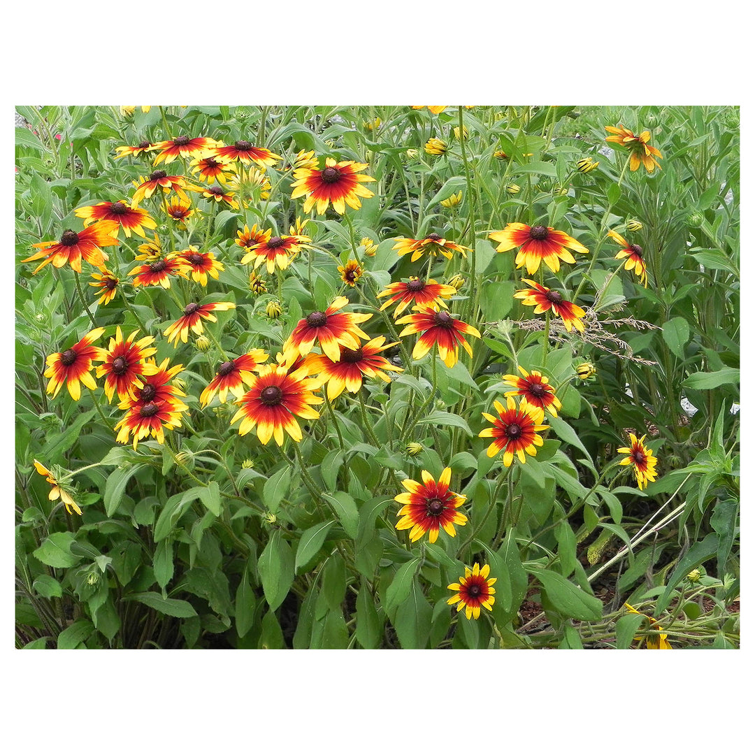 Gloriosa Daisy Rudbeckia Hirta Planting Home Garden Flower Patch Flower Seeds Home Garden | Neera Seeds product photo [neera-v4-0727f836ec3630720f58]