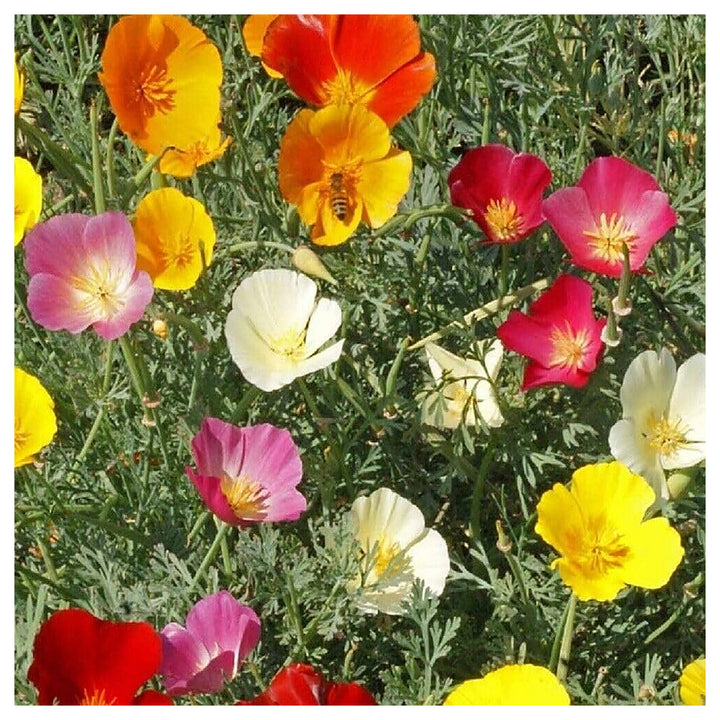 Multi-Colored Eschscholtzia Flower Seeds – Heirloom Non-GMO Vibrant Organic Garden Seeds for Planting, High Germina | Neera Seeds product photo [neera-v4-073601a94b0493249e72]