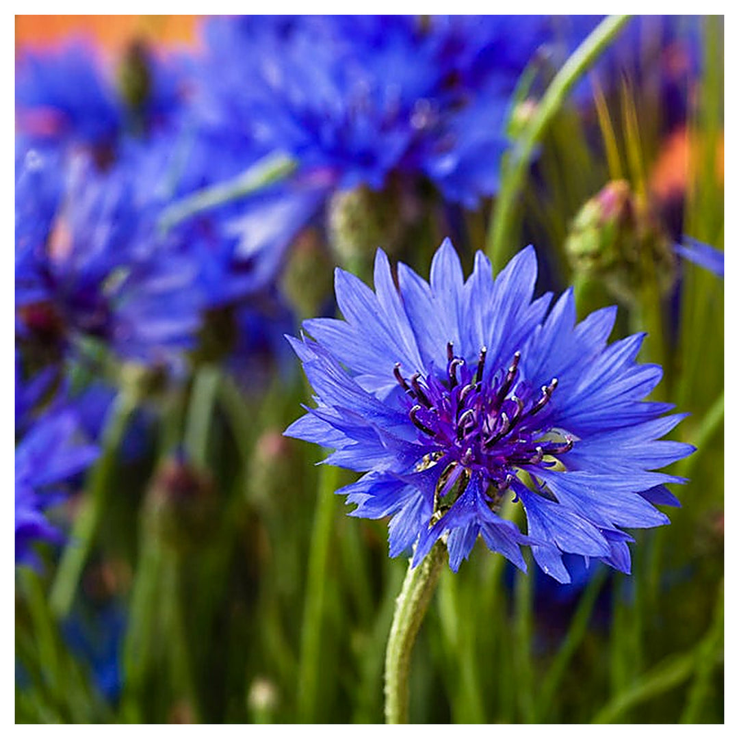Organic Heirloom Purple Centaurea Cyanus Flower Seeds for Planting – Non-GMO Cornflower Blooms, High Germination | Neera Seeds product photo [neera-v4-074bbd99f34f3c3caddd]