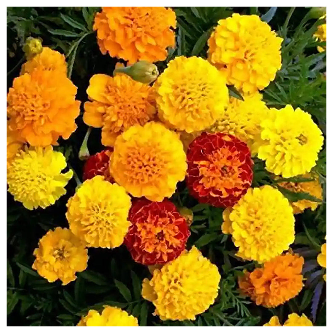 Mixed Marigold Flower Seeds for Planting – Heirloom, Non-GMO, Easy-to-Grow Garden Bloom Seeds for Vibrant Flowers | Neera Seeds product photo [neera-v4-074c1a35e724fc3bf5d2]