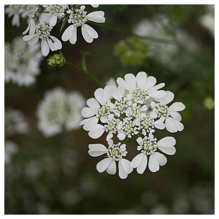 Organic White Orlaya Flower Seeds for Planting – Heirloom, Non-GMO | Neera Seeds product photo [neera-v4-075028763d8285c6c9bc]