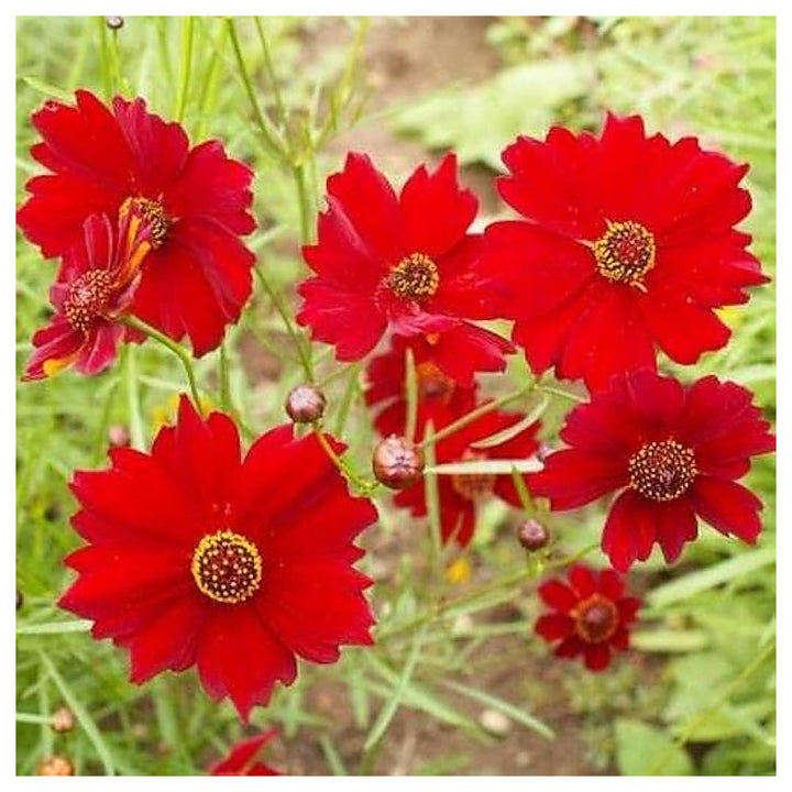 Red Coreopsis Flower Seeds for Planting - Heirloom Non-GMO High Germination Organic Garden Seeds | Neera Seeds product photo [neera-v4-07713d9e9688715447f9]