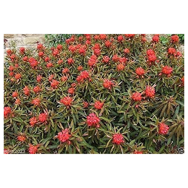 Red Euphorbia Griffithii Flower Seeds – Heirloom Non-GMO Seeds for Planting | High Germination Organic Garden Seeds | Neera Seeds product photo [neera-v4-077431cdf978b9afd526]