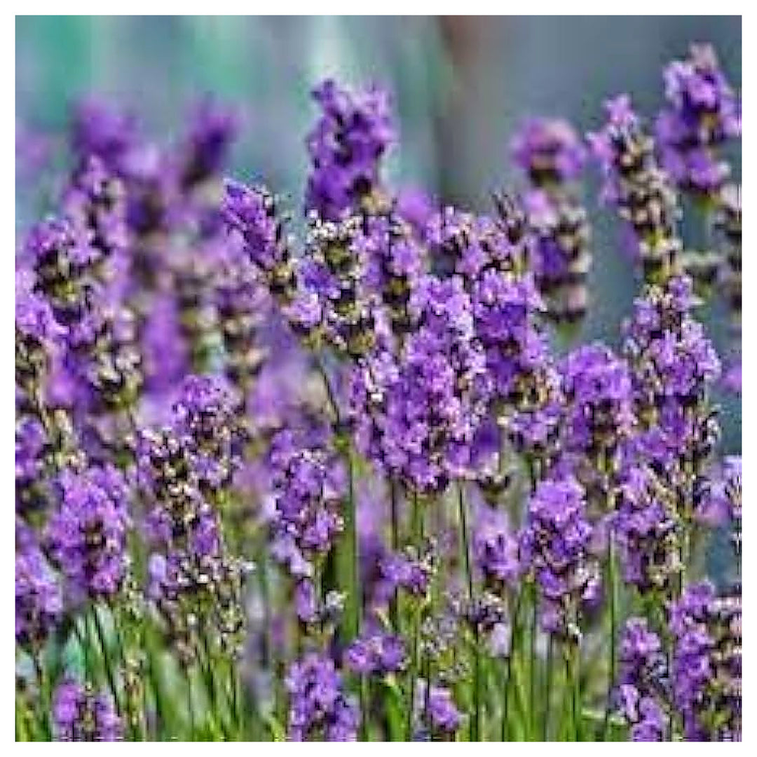 Heirloom Non-GMO Provence Violet Lavender Flower Seeds for Garden Planting – Aromatic Blooms | Neera Seeds product photo [neera-v4-07758cc624ff8e699329]