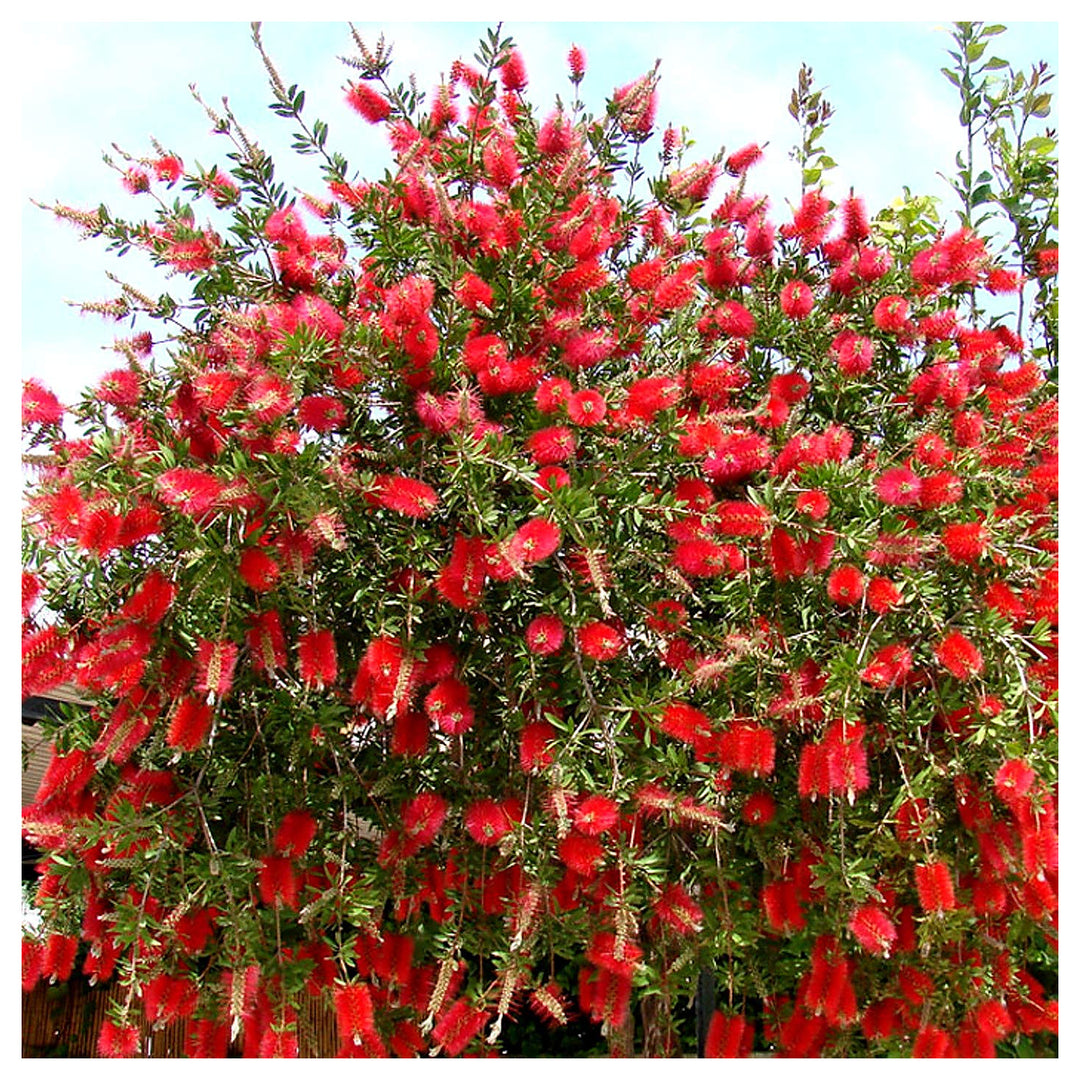 Heirloom Non-GMO Bottle Brush Flower Seeds for Planting – Vibrant GreenWill Garden Blooms | High Germination | Neera Seeds product photo [neera-v4-077ff55696517062035f]