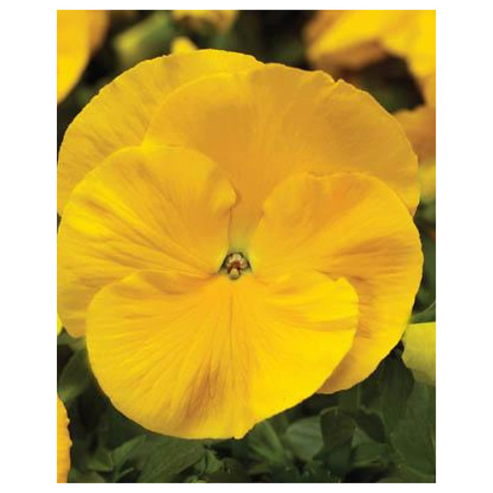 Organic Yellow Swiss Pansy Flower Seeds for Planting – Heirloom, Non-GMO Garden Seeds | Neera Seeds product photo [neera-v4-0788075fe17f72d2f3ea]