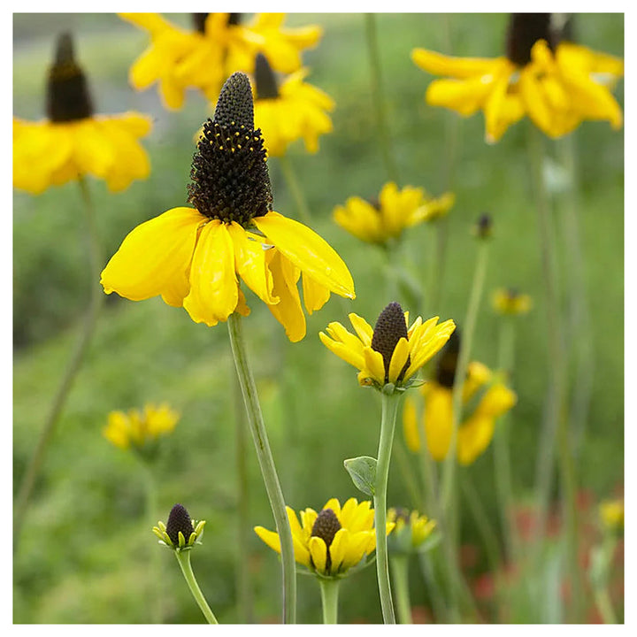 Rudbeckia maxima (Giant Coneflower)’ Black-Eyed Susan seeds for planting - heirloom &amp; Non-GMO garden seeds | Neera Seeds product photo [neera-v4-07916a6d43bf0192861b]