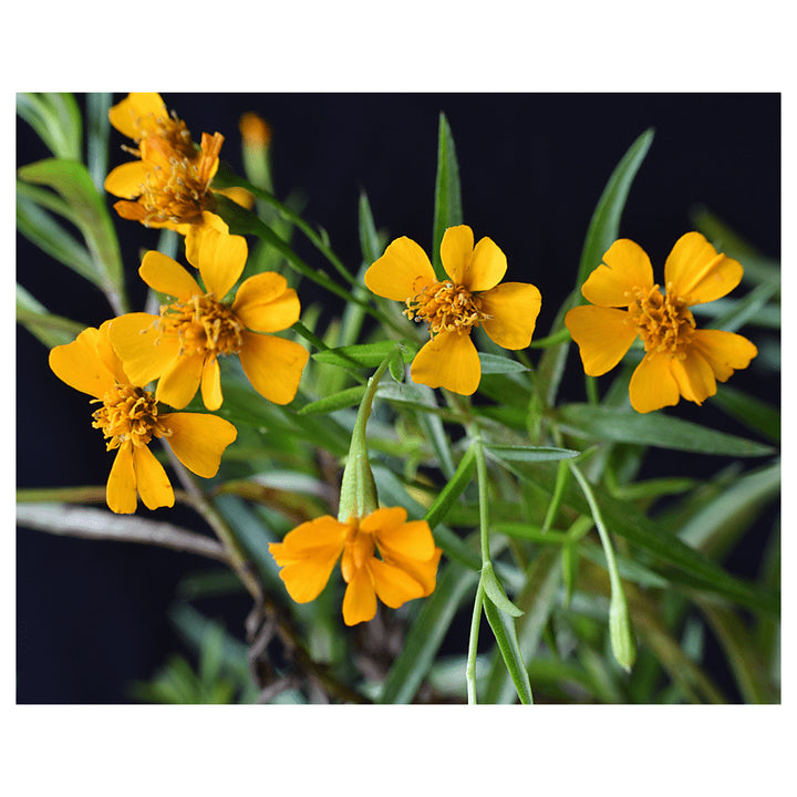 Heirloom Mint Marigold Flower Seeds, Non-GMO Fragrant Blooms for Herb and Garden Planting | Neera Seeds product photo [neera-v4-0794b849a7daec528d9c]