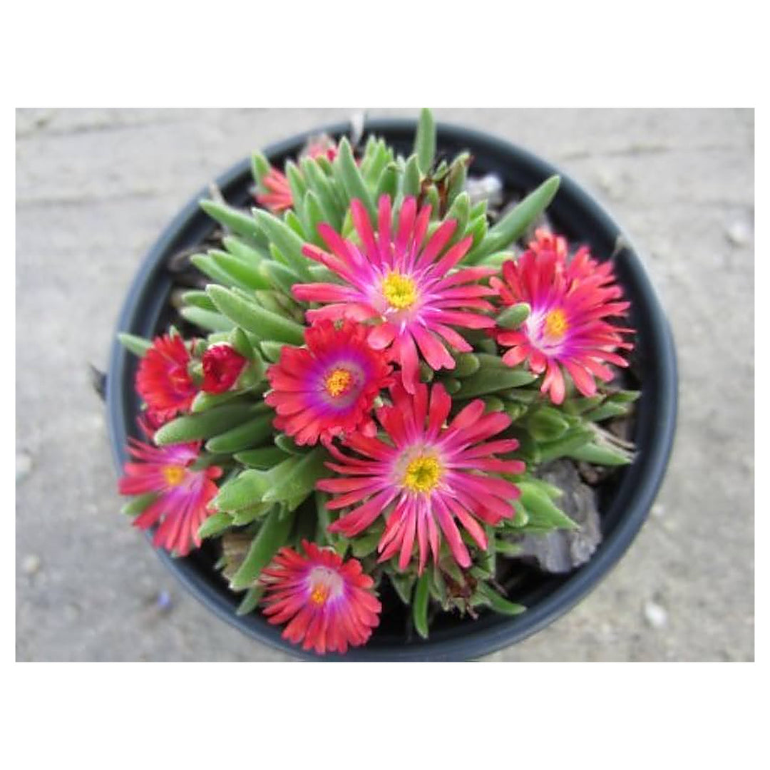 Ice Plant Flower Hanging Gardens Flower Seeds Home Garden Planting, Exotic Organic Blooming | Neera Seeds product photo [neera-v4-079691914f3de82488f6]