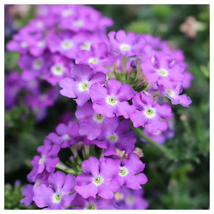 Semi-Trailing Verbena Flower Seeds for Planting – Heirloom Non-GMO | Cascading Blooms for Hanging Baskets | Neera Seeds product photo [neera-v4-0796a15374048c5537bc]