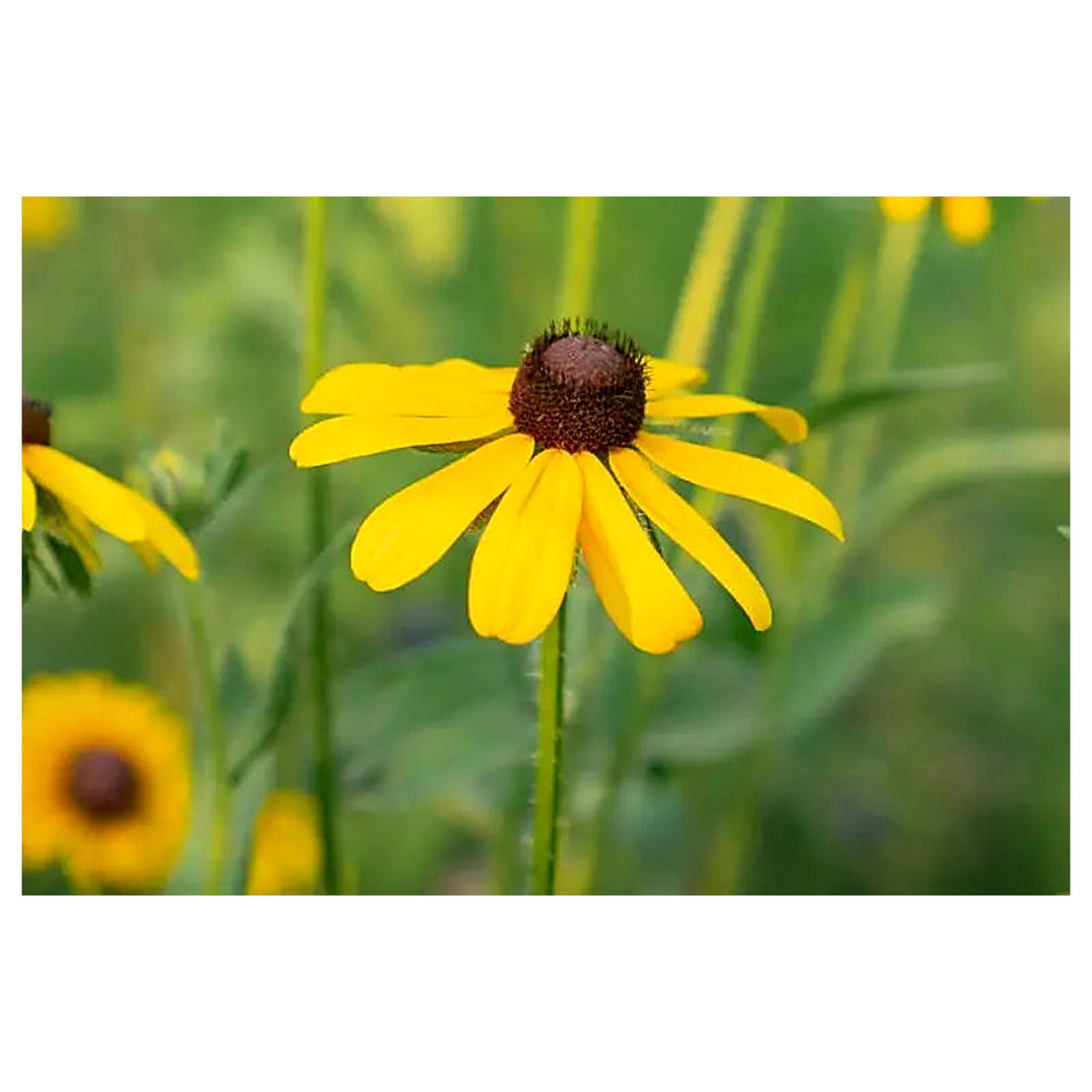 Heirloom Susan Native Flower Seeds – Non-GMO Seeds for Wildflower Garden Planting, High Germination Organic Seeds | Neera Seeds product photo [neera-v4-0799ffb775f07ebe8101]