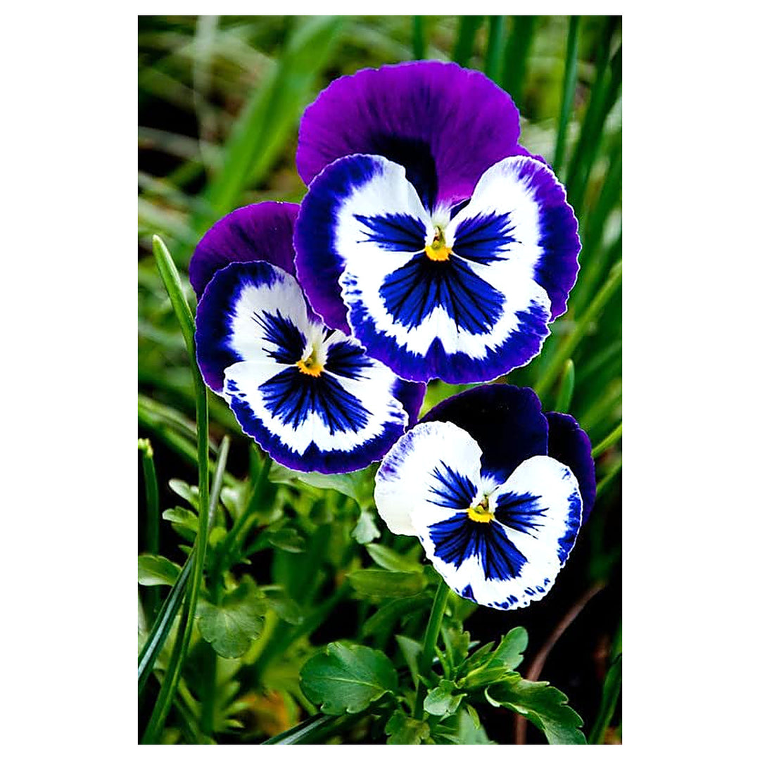 White Dark Blue Pansy Flower Seeds for Planting – Heirloom Non-GMO | High Germination Organic Garden Seeds | Neera Seeds product photo [neera-v4-079eb98485aaff73a813]