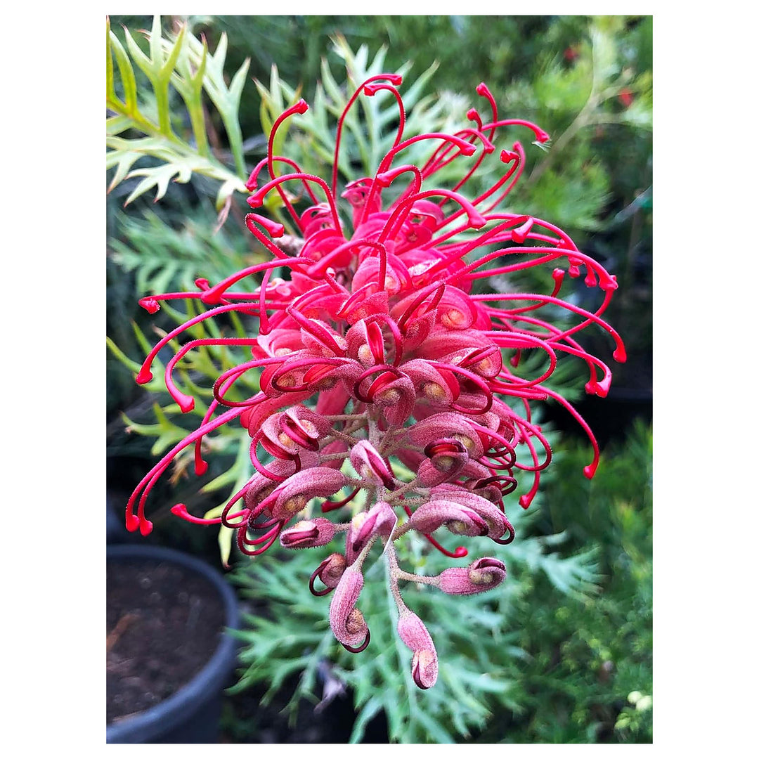 Heirloom Non-GMO Thick Pink Grevillea Robusta Flower Seeds – High Germination Organic Garden Seeds for Planting | Neera Seeds product photo [neera-v4-07a27e07f81a811a2600]