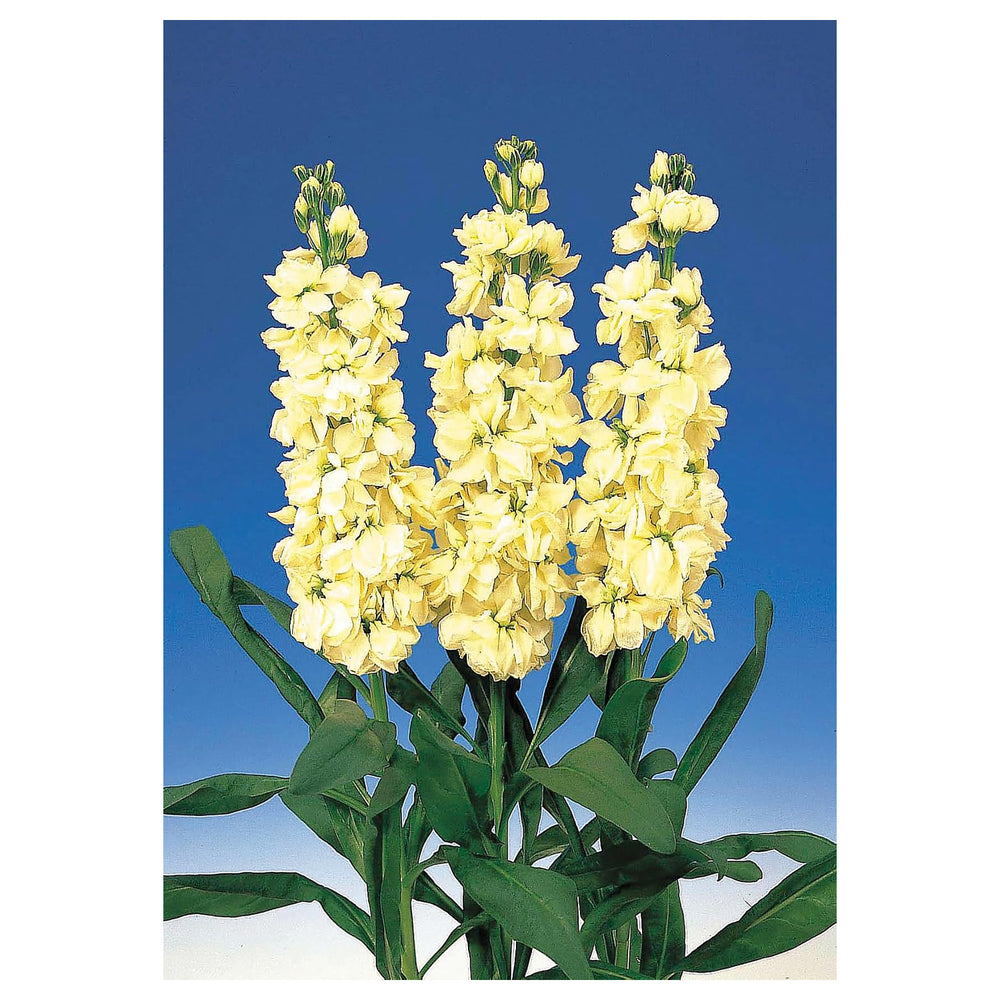Heirloom White Matthiola Flower Seeds for Planting – Non-GMO Organic Garden Seeds with High Germination | Neera Seeds product photo [neera-v4-07a5e7d934256fe2a912]