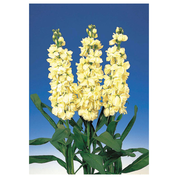 Heirloom White Matthiola Flower Seeds for Planting – Non-GMO Organic Garden Seeds with High Germination | Neera Seeds product photo [neera-v4-07a5e7d934256fe2a912]